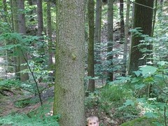 IMG-20250626-WA0008