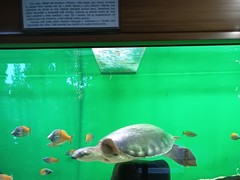 Broučci v botanické zahradě